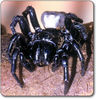 sydney_funnel_web_spider.jpg